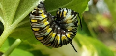 Danaus chrysippus