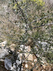 Olea europaea europaea