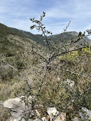 Olea europaea europaea