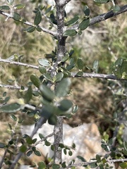 Olea europaea europaea