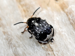 Bruchus atomarius
