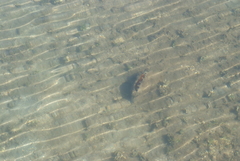Atrina vexillum