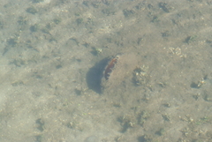Atrina vexillum