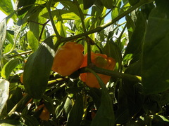 Capsicum chinense