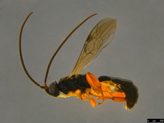 Hypsicera