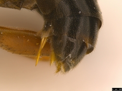 Hypsicera