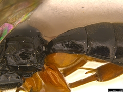 Hypsicera