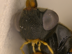 Hypsicera