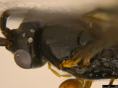 Hypsicera