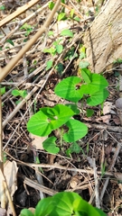 Aristolochia pallida