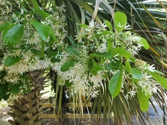 Chionanthus retusus