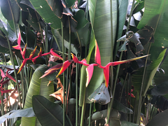 Heliconia × rauliniana
