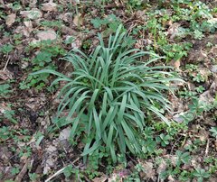 Galanthus alpinus