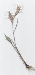 Bromus lanceolatus