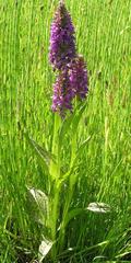 Dactylorhiza × aschersoniana