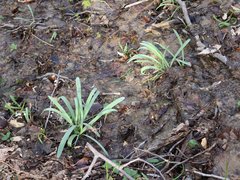 Galanthus alpinus