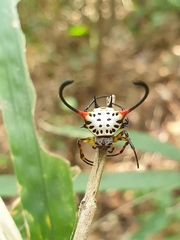Gasteracantha sanguinea