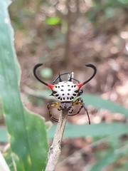 Gasteracantha sanguinea