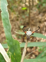 Gasteracantha sanguinea