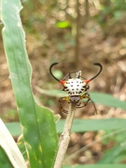 Gasteracantha sanguinea