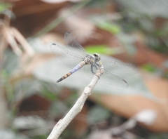 Brachydiplax