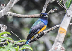 Trogon ramonianus