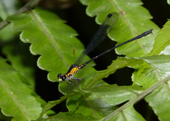 Lestoidea