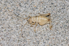 Macrobaenetes valgum