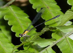 Lestoidea