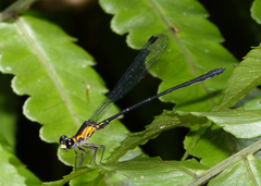 Lestoidea