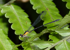 Lestoidea