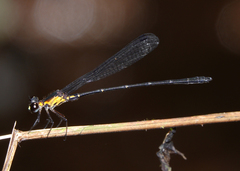 Lestoidea