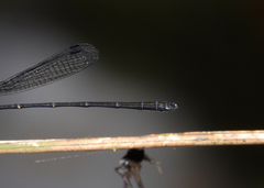 Lestoidea