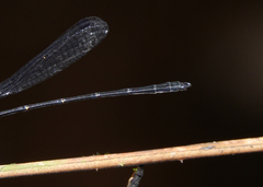 Lestoidea
