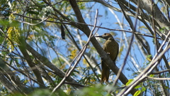 Colaptes fernandinae