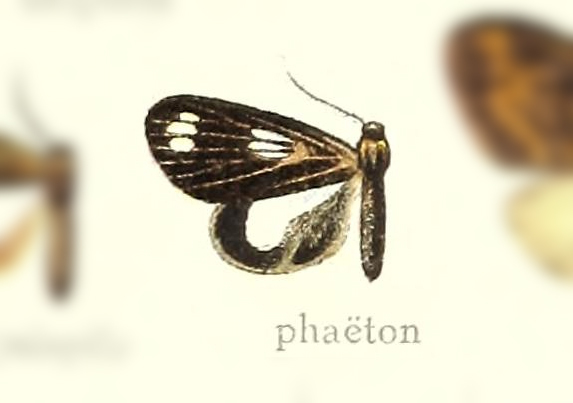 Chrysoglossa phaethon