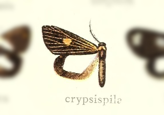 Nebulosa crypsispila