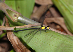 Austroargiolestes aureus