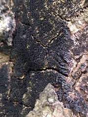 Melanommataceae