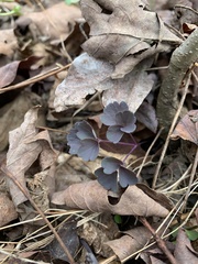 Thalictrum thalictroides