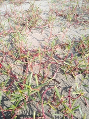Magnoliopsida