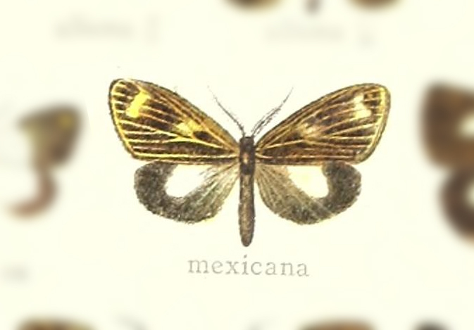 Chrysoglossa mexicana