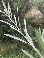 Salix exigua hindsiana