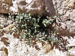 Chaenorhinum origanifolium