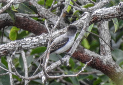 Pachyramphus