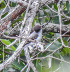 Pachyramphus