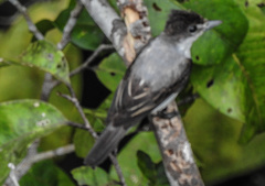 Pachyramphus