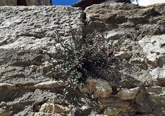 Chaenorhinum origanifolium