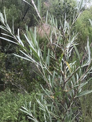 Salix exigua hindsiana