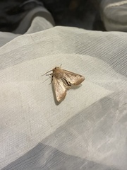 Orthosia cerasi